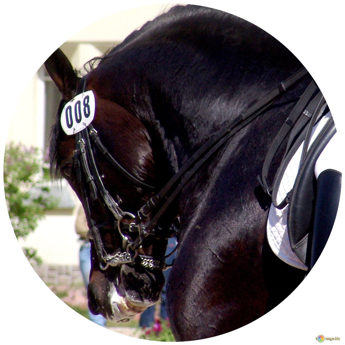 Signature Dressage